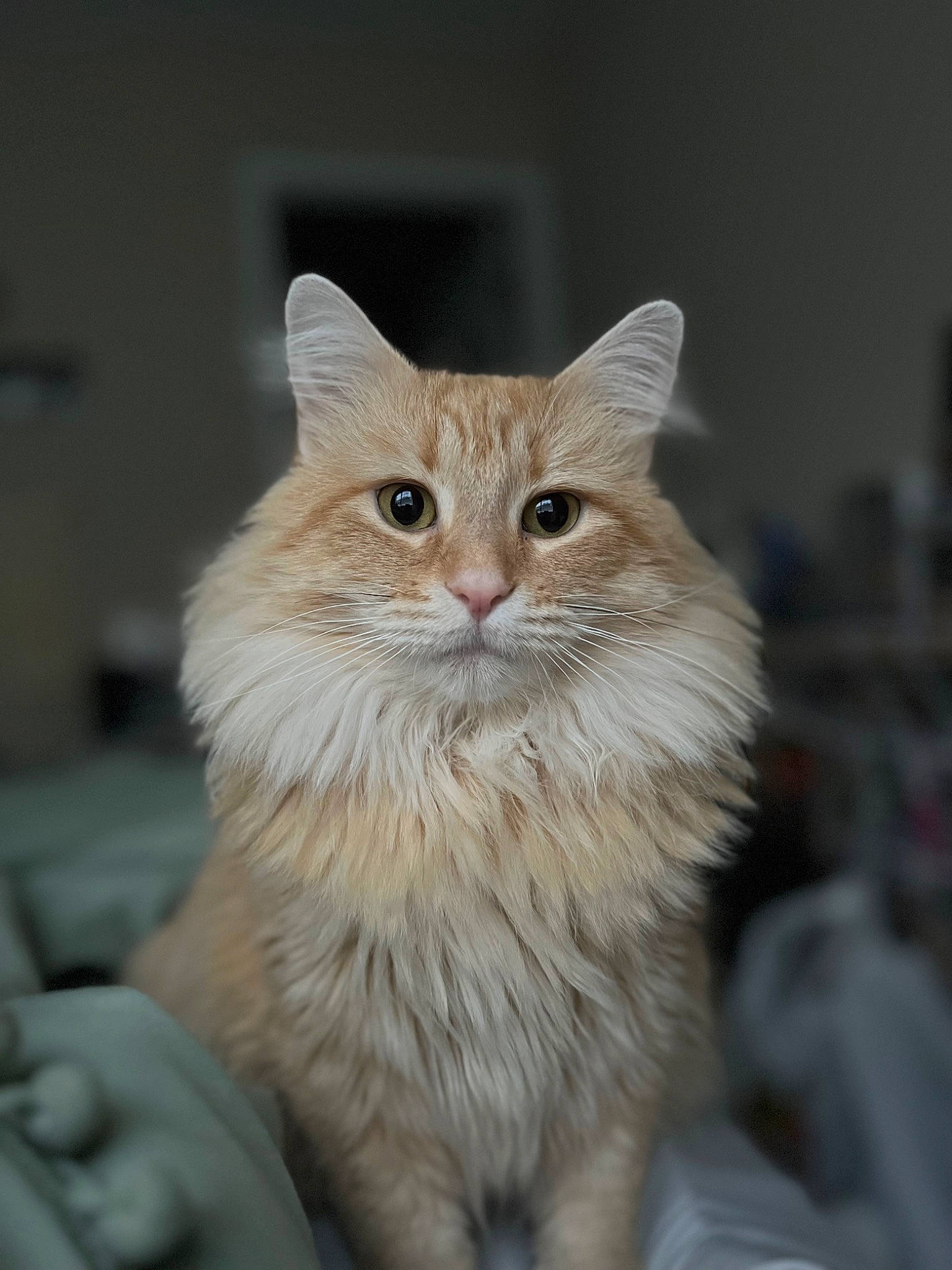 Cheddar is registered to the contest to win money with this photo: british_longhair, carnivore, cat, close_up, domestic_short_haired_cat, event, eye, fawn, felidae, fur, hair, iris, small_to_medium_sized_cats, snout, terrestrial_animal, whiskers, window, wood