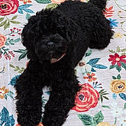 Sadie is registered to the contest to win money with this photo: animal, background, black_dog, carpet, colorful, companion, cozy, curly_fur, cute, dog, domestic_animal, floral_rug, fur, home, indoor, laying, lying_down, paws, pet, relaxed