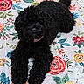 animal, background, black_dog, carpet, colorful, companion, cozy, curly_fur, cute, dog, domestic_animal, floral_rug, fur, home, indoor, laying, lying_down, paws, pet, relaxed