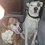 Chevy is registered to the contest to win money with this photo: dog, brown_dog, white_dog, vehicle_interior, seat, collar, flash, red_eye, pets, canine, sitting, indoor, night, closeup, two_dogs, looking_away, looking_forward, car_window, seatbelt, animal