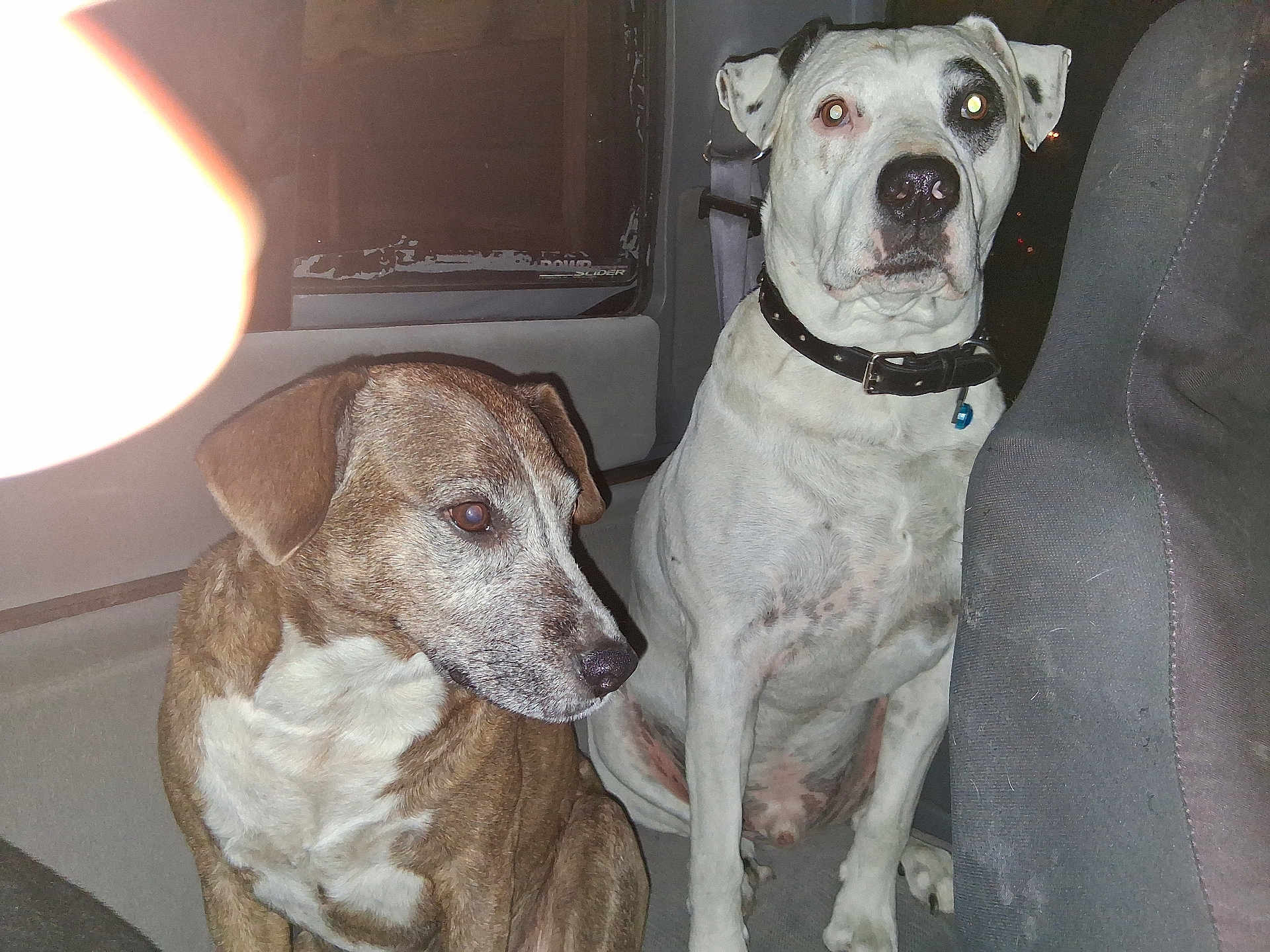Chevy is registered to the contest to win money with this photo: dog, brown_dog, white_dog, vehicle_interior, seat, collar, flash, red_eye, pets, canine, sitting, indoor, night, closeup, two_dogs, looking_away, looking_forward, car_window, seatbelt, animal