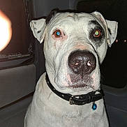 Dozer Dave is registered to the contest to win money with this photo: dog, white_dog, black_spot, collar, pet, inside_vehicle, car_seat, night, flash, close_up, animal, ears, face, nose, fur, looking, reflection, window, seatbelt, dark_background