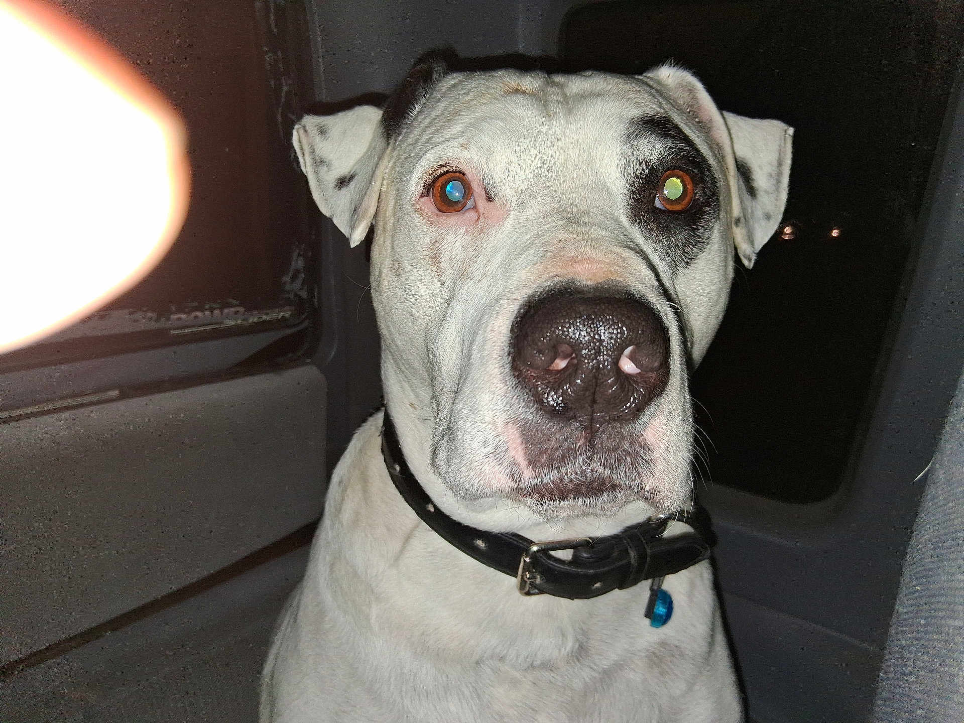 Dozer Dave is registered to the contest to win money with this photo: dog, white_dog, black_spot, collar, pet, inside_vehicle, car_seat, night, flash, close_up, animal, ears, face, nose, fur, looking, reflection, window, seatbelt, dark_background