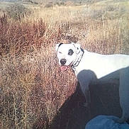 Dozer Dave joined the competition — help win amazing prizes! animal, black_patch, canine, clear_sky, collar, daylight, dog, dry_grass, field, grass, happy_dog, landscape, nature, outdoor, pet, shadow, smiling, sunlight, tongue_out, white_dog