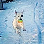 Dozer Dave is registered to the contest to win money with this photo: active, animal, ball, black_patch, canine, daylight, dog, footprints, fun, joyful, motion, nature, outdoor, pet, playful, running, snow, tire_tracks, white_dog, winter