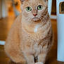 Pénélope a rejoint le concours — aidez-le/la à gagner de superbes lots ! alert, animal, cat, close_up, cute, domestic_cat, ears, feline, fur, ginger_cat, green_eyes, household_pet, indoor, mammal, pet, portrait, sitting, tail, whiskers, wooden_floor