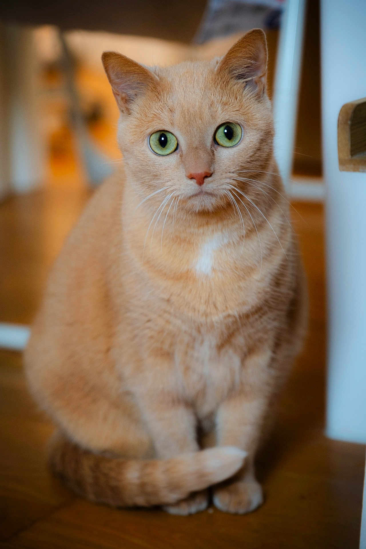 Pénélope