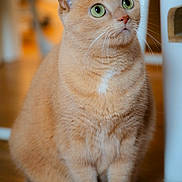 Pénélope participe au concours pour gagner de l'argent avec cette photo : alert, animal, cat, closeup, cozy, curled_tail, cute, domestic, feline, floor, fur, green_eyes, household, indoor, orange_cat, pet, portrait, sitting, tail, whiskers
