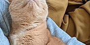 Pénélope participe au concours pour gagner de l'argent avec cette photo : abyssinian, animal, baby, blanket, cat, clothing, couch, cushion, furniture, hoodie, kitten, knitwear, manx, pants, person, pet, quilt, sleeping, sweater, sweatshirt