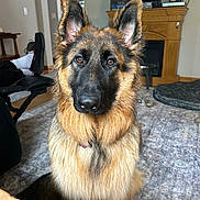 Sierra is registered to the contest to win money with this photo: alert, animal, black, brown, canine, carpet, cozy, dog, domestic, ears, fireplace, fur, furniture, german_shepherd, home, indoors, living_room, pet, portrait, sitting