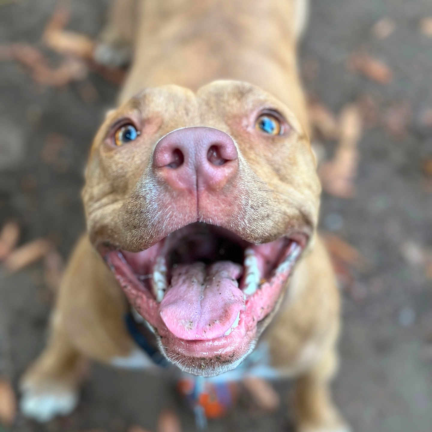 Carly P joined the competition — help win amazing prizes! animal, blurred_background, brown_dog, canine, close_up, collar, dog, excited, eyes, face, ground, happy, leaves, mouth, nose, outdoor, pet, playful, smiling, tongue_out