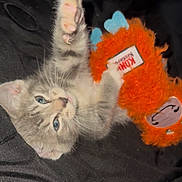 Mushu joined the competition — help win amazing prizes! kitten, cat, toy, orange_toy, paw, blue_eyes, furry, cute, pet, playful, lying_down, fabric, black_background, closeup, whiskers, soft_fur, indoor, animal, raised_paw, cuddle