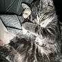 cat, kitten, sleeping, gray_tabby, fur, paw, cute, pet, animal, cozy, resting, close_up, domestic_cat, whiskers, soft, feline, relaxed, indoor, nap, adorable