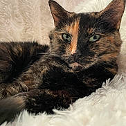 Nalah joined the competition — help win amazing prizes! cat, tortoiseshell_cat, pet, feline, fur, green_eyes, close_up, relaxing, fluffy_blanket, indoor, cozy, whiskers, cute, animal, sleepy, soft_texture, resting, portrait, mammal, companion