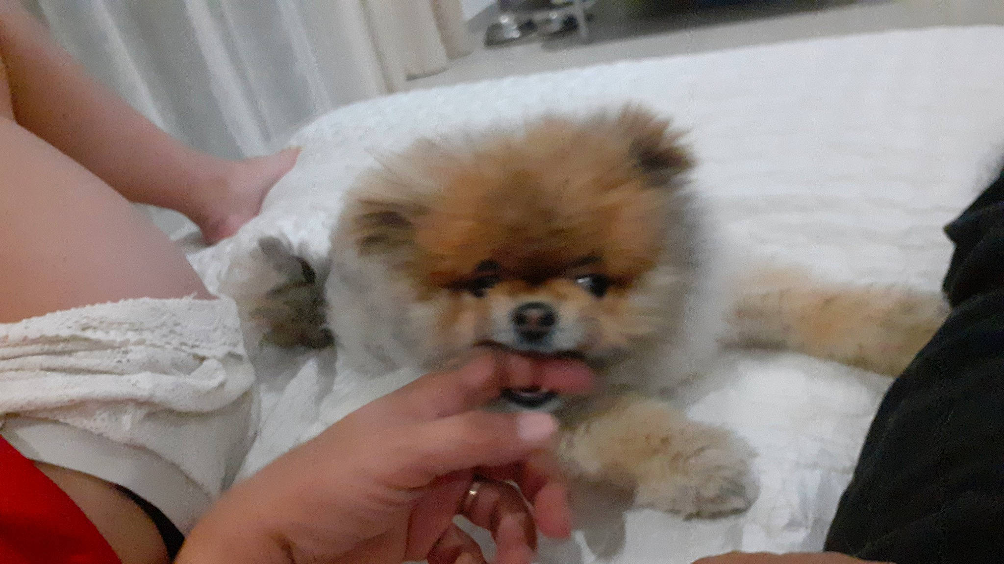 Paga a rejoint le concours — aidez-le/la à gagner de superbes lots ! ancient_dog_breeds, canidae, carnivore, companion_dog, corgi_chihuahua, dog, dog_breed, fawn, fur, liver, maltepoo, nail, non_sporting_group, puppy_love, snout, sporting_group, tibetan_spaniel, toy_dog, whiskers, working_animal