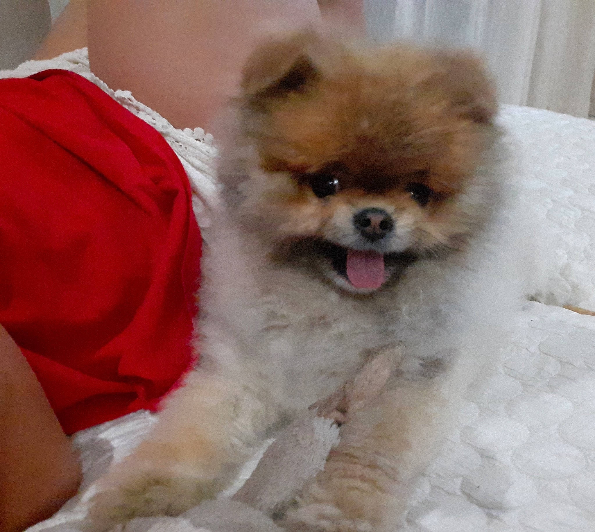 Paga a rejoint le concours — aidez-le/la à gagner de superbes lots ! ancient_dog_breeds, canidae, carnivore, companion_dog, dog, dog_breed, fawn, fur, german_spitz, german_spitz_klein, liver, maltepoo, non_sporting_group, pomeranian, snout, spitz, sporting_group, toy_dog, whiskers, working_animal