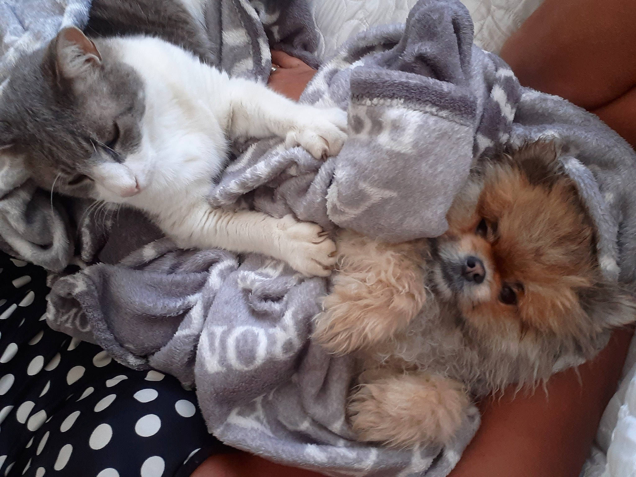 Paga participe au concours pour gagner de l'argent avec cette photo : canidae, carnivore, cat, claw, comfort, companion_dog, domestic_short_haired_cat, fawn, felidae, fur, linens, liver, nap, pattern, paw, small_to_medium_sized_cats, snout, tail, toy_dog, whiskers