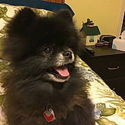 Cody joined the competition — help win amazing prizes! animal, bed, bedspread, black_fur, collar, companion, cute, decor, dog, floral_pattern, fluffy, furniture, happy, indoor, nightstand, pet, pomeranian, remote_control, tag, tongue_out