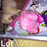 puppy, dog, sleeping, pen, blanket, plush_toy, pink_toy, yellow_blanket, cozy, indoor, cute, pet, animal, resting, fur, small_dog, cage, comfort, toy, snuggle