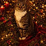 cat, tabby, animal, holiday, christmas, festive, lights, pine_cones, berries, candles, red_ribbon, gift_box, greenery, decorations, cozy, portrait, indoor, cute, pet, warm_lighting