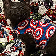 Lucious Luca Brasi joined the competition — help win amazing prizes! black_cat, kitten, sweater, captain_america, marvel, superhero, blanket, iron_man, hulk, thor, black_panther, red_hair, costume, indoor, cute, pet, animal, feline, patterned, colorful