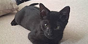 Lucious Luca Brasi joined the competition — help win amazing prizes! black_cat, kitten, couch, furniture, indoor, pet, animal, cute, relaxed, living_room, blanket, patterned, curious, small_cat, domestic_cat, cozy, young_cat, whiskers, ears, paw