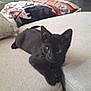 black_cat, kitten, couch, furniture, indoor, pet, animal, cute, relaxed, living_room, blanket, patterned, curious, small_cat, domestic_cat, cozy, young_cat, whiskers, ears, paw