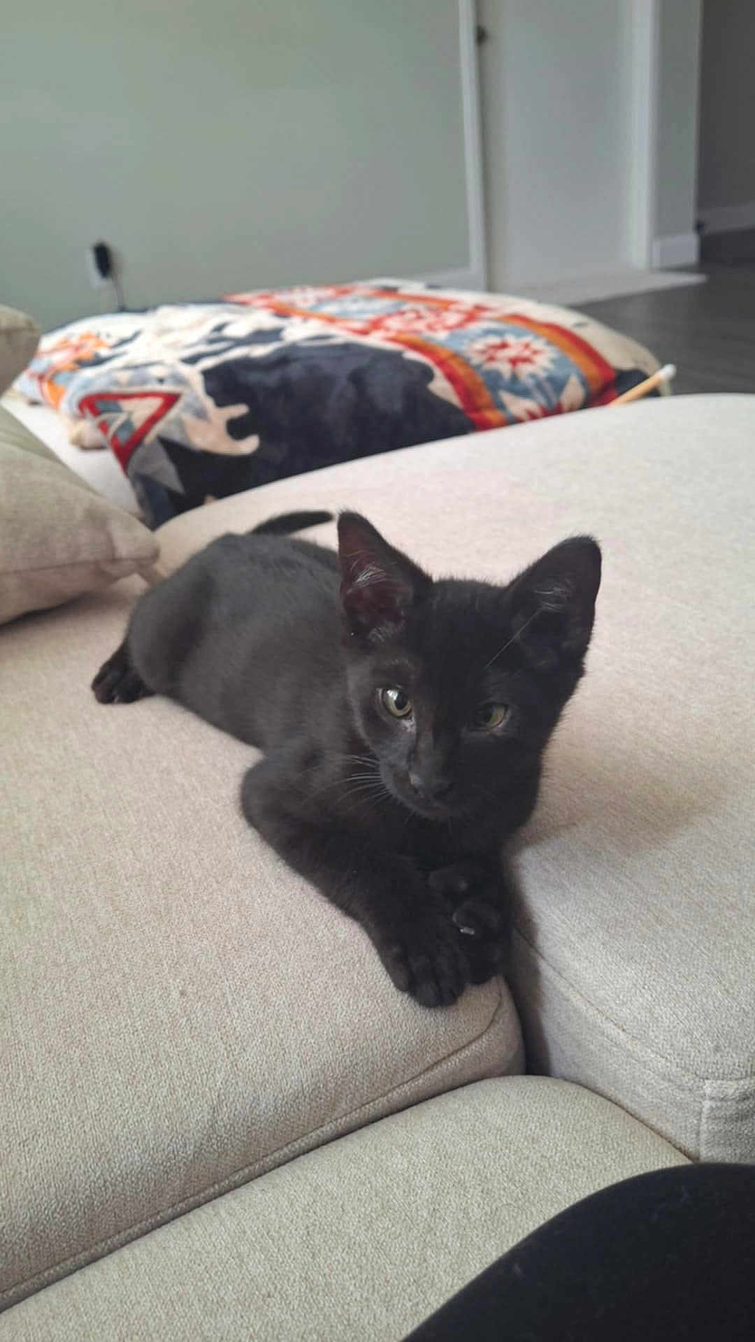 Lucious Luca Brasi joined the competition — help win amazing prizes! black_cat, kitten, couch, furniture, indoor, pet, animal, cute, relaxed, living_room, blanket, patterned, curious, small_cat, domestic_cat, cozy, young_cat, whiskers, ears, paw