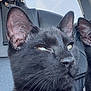 Lucious Luca Brasi joined the competition — help win amazing prizes! black_cat, cat, pet, animal, feline, car_interior, car_seat, leather_seat, window, sky, clouds, whiskers, ears, closeup, portrait, domestic_cat, looking_out, calm, indoor, seatbelt