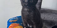 Starky is registered to the contest to win money with this photo: black_cat, kitten, cat_tree, plush_toy, mac_and_cheese_toy, indoor, pet, animal, curious, feline, whiskers, sitting, soft_texture, toy, floor, wall, playful, cute, domestic_cat, young_cat