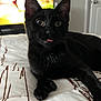 Starky joined the competition — help win amazing prizes! black_cat, cat, pet, animal, indoor, bedspread, tongue_out, whiskers, fur, ears, eyes, television, blurred_background, home, cozy, resting, feline, cute, curious, lying_down