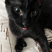Starky joined the competition — help win amazing prizes! cat, kitten, black_cat, close_up, tongue_out, whiskers, pet, animal, cute, feline, indoor, bed, blanket, fur, playful, young, mammal, domestic, resting, curious