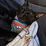 Starky is registered to the contest to win money with this photo: cat, black_cat, sleeping, blanket, cozy, indoors, pet, resting, cute, fur, animal, nap, wearing_clothes, soft, relaxed, paw, collar, cute_pet, comfort, home