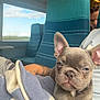 puppy, dog, french_bulldog, blanket, train, seat, window, person, tattoo, ear, paw, blue, green, striped, indoor, portrait, relaxed, travel, transport, cute