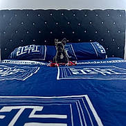 Stitch is registered to the contest to win money with this photo: dog, puppy, french_bulldog, bed, bedding, pillow, headboard, black, blue, white, pattern, toy, rope_toy, indoor, furniture, pet, cute, small, sitting, cozy