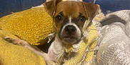 Precious is registered to the contest to win money with this photo: blanket, comfort, cozy, cute, dog, ears, face, fur, home, indoor, nostrils, paw, pet, puppy, resting, snuggled, soft, warm, white, yellow