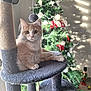 cat, cat_tree, christmas_tree, ornaments, nutcracker, holiday_decor, feathers, indoor, pet, feline, cozy, relaxed, window_light, shadow, decorative, festive, greenery, toy, floor, home