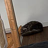 Simba a rejoint le concours — aidez-le/la à gagner de superbes lots ! cat, sleeping, curled_up, fluffy, long_hair, dark_fur, pet, animal, indoors, wood, wooden_surface, mirror, blanket, cozy, resting, lying_down, tail, furry, home, nap