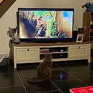 Simba participe au concours pour gagner de l'argent avec cette photo : cat, fluffy_cat, pet, indoor, living_room, television, watching_tv, floor, black_tiles, entertainment_center, cabinet, trophies, shelf, books, plush_toy, framed_photo, home_decor, cozy, reflection, jungle_scene