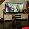 cat, fluffy_cat, pet, indoor, living_room, television, watching_tv, floor, black_tiles, entertainment_center, cabinet, trophies, shelf, books, plush_toy, framed_photo, home_decor, cozy, reflection, jungle_scene