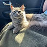 cat, gray_cat, fluffy, pet, animal, face, eyes, ears, whiskers, fur, sitting, lying_down, blanket, car, car_interior, passenger_seat, sunlight, portrait, indoor, cute
