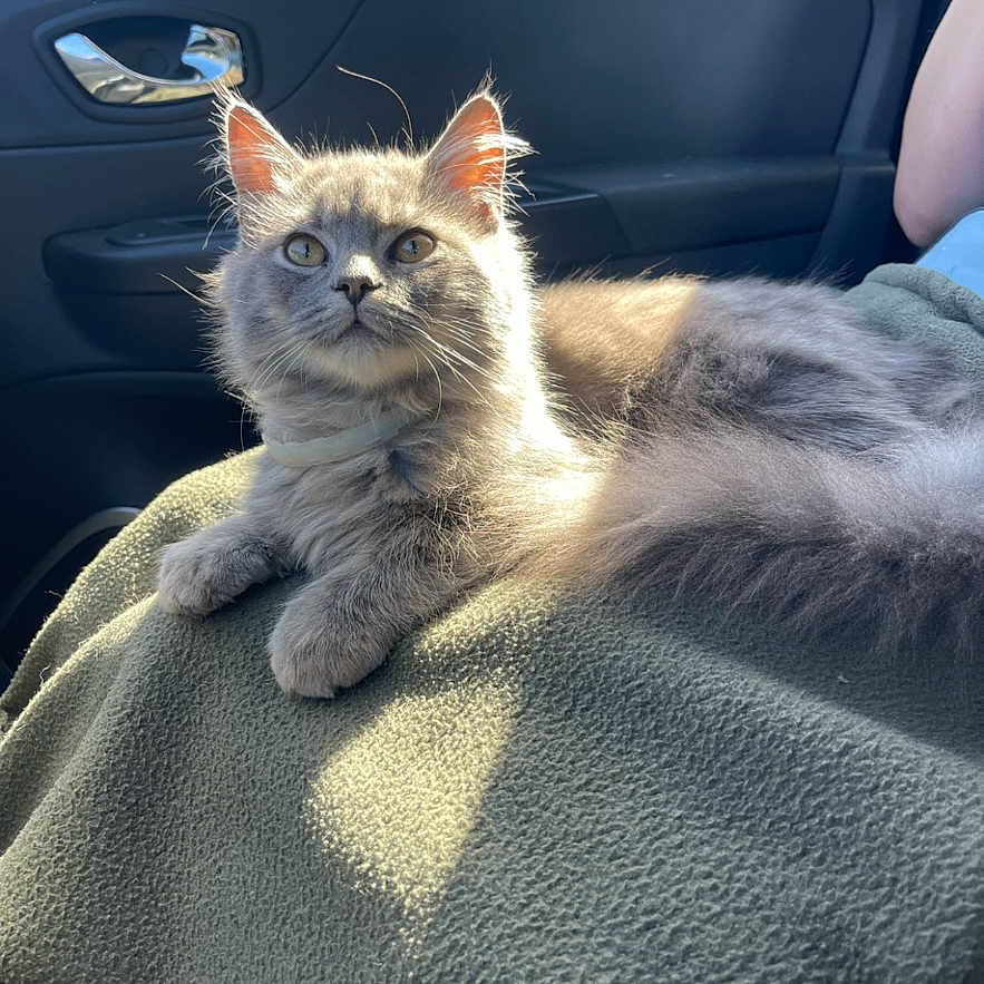 Simba