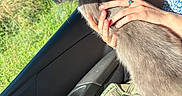 Simba a rejoint le concours — aidez-le/la à gagner de superbes lots ! cat, gray_cat, pet, animal, feline, car, car_interior, passenger, woman, person, glasses, hands, petting, collar, whiskers, fur, outdoor, countryside, sunlight, travel