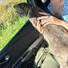 cat, gray_cat, pet, animal, feline, car, car_interior, passenger, woman, person, glasses, hands, petting, collar, whiskers, fur, outdoor, countryside, sunlight, travel