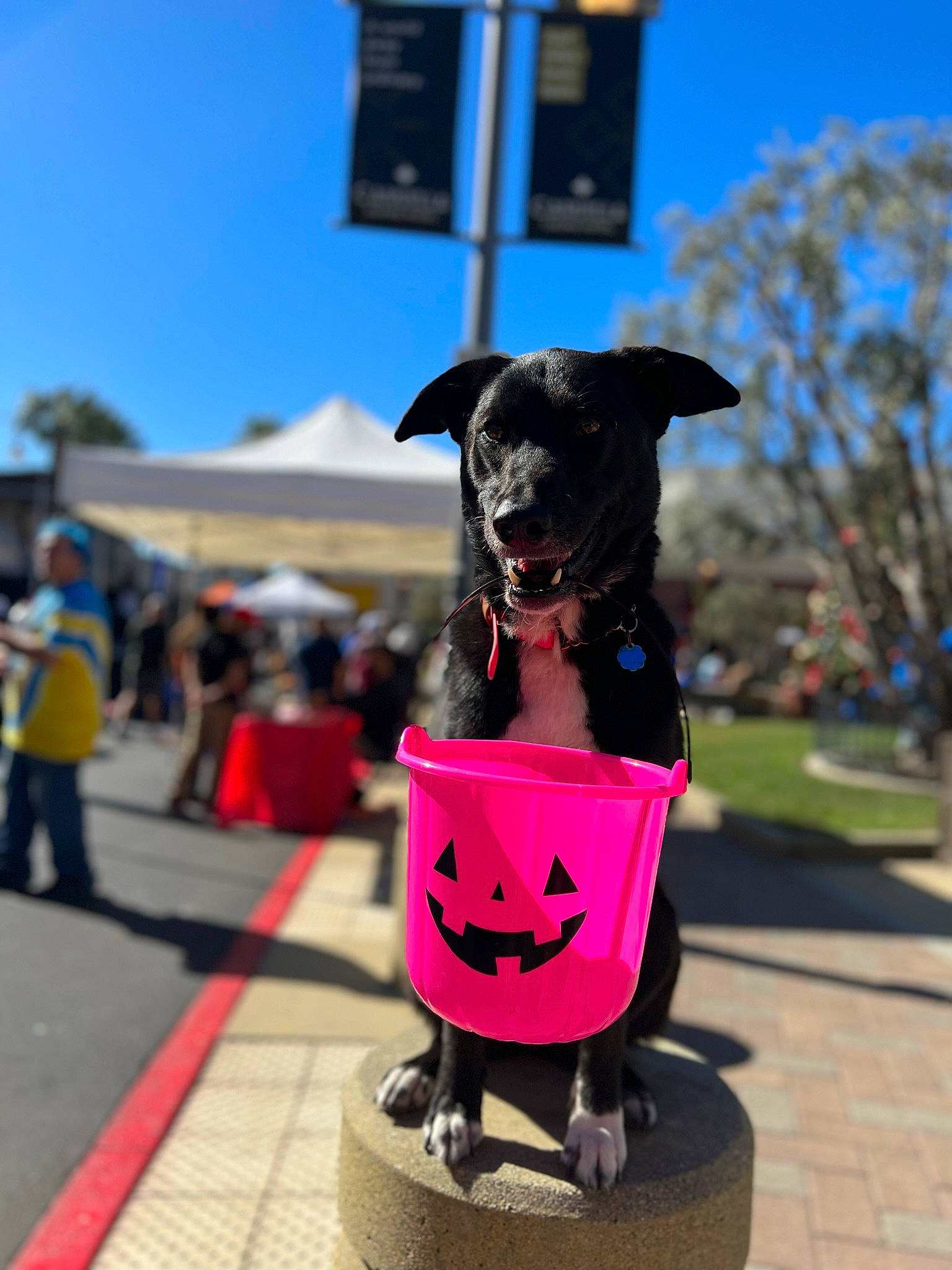 Stella is registered to the contest to win money with this photo: carnivore, collar, companion_dog, dog, dog_breed, dog_clothes, dog_collar, dog_supply, electric_blue, fashion_accessory, fawn, leash, leisure, pet_supply, plant, recreation, sky, snout, sporting_group, tree