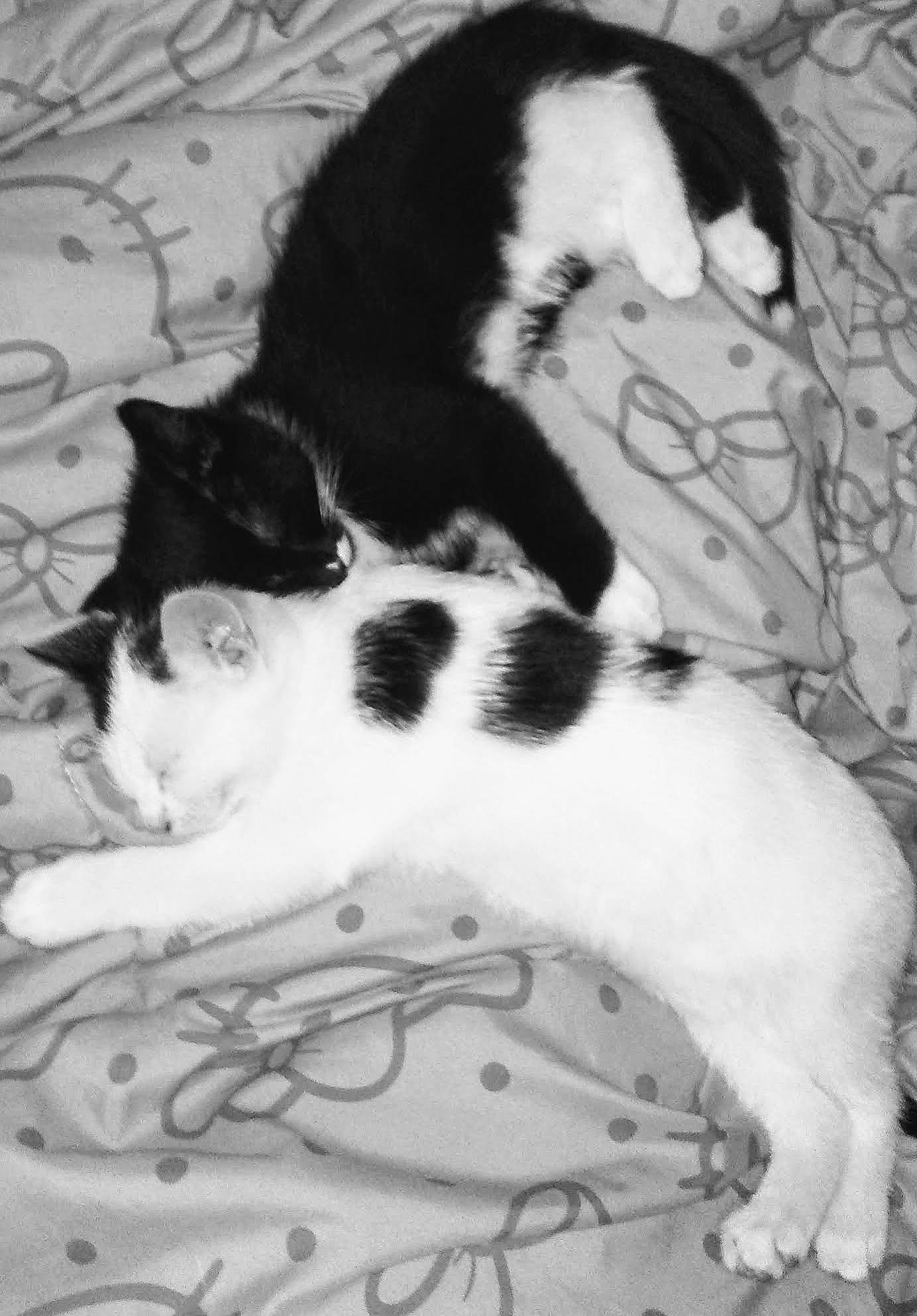 Yoshi is registered to the contest to win money with this photo: american_wirehair, black_and_white, black_cat, canidae, carnivore, cat, domestic_short_haired_cat, felidae, kitten, mammal, paw, polydactyl_cat, small_to_medium_sized_cats, style, tail, whiskers