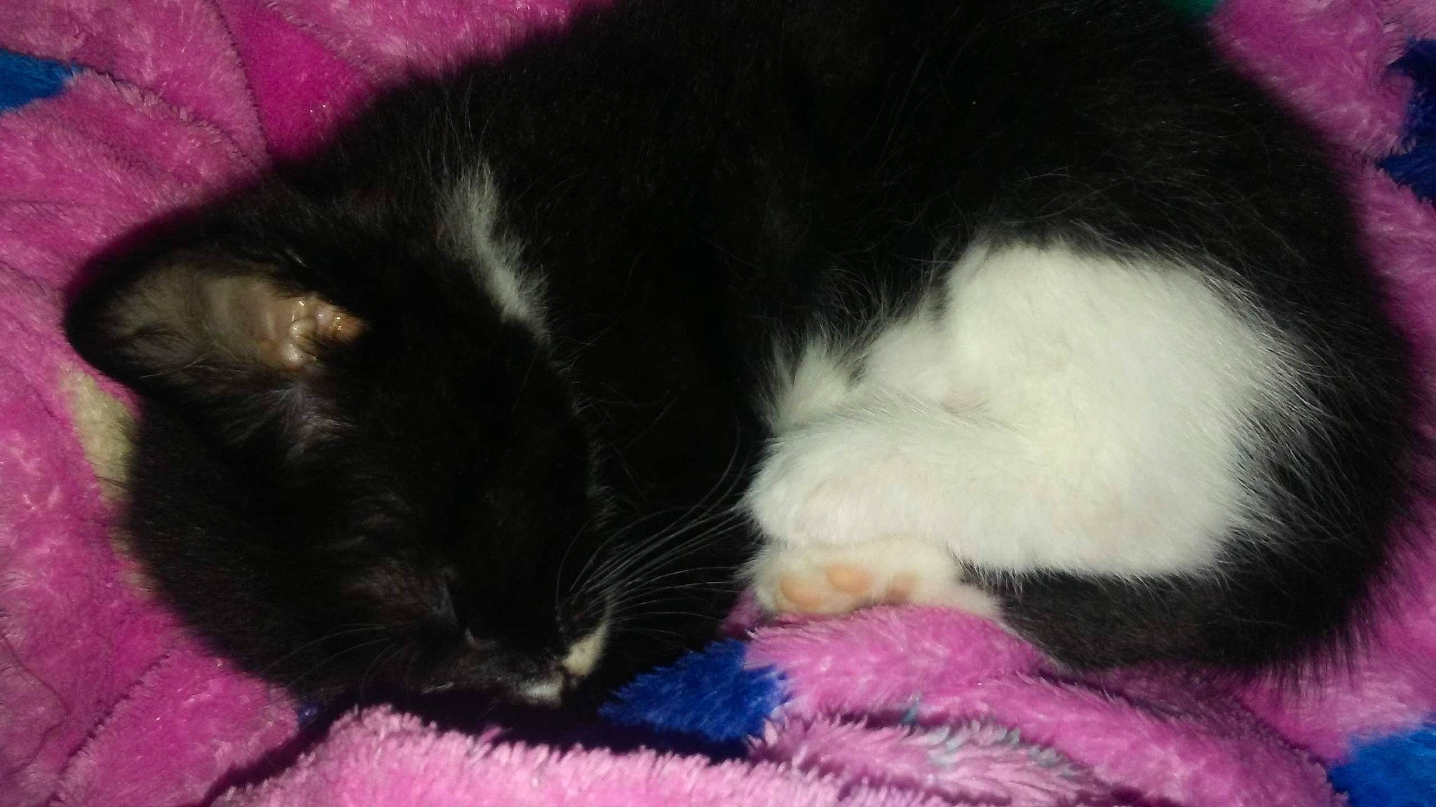 Yoshi joined the competition — help win amazing prizes! black_cat, carnivore, cat, claw, domestic_short_haired_cat, felidae, fur, kitten, mammal, nap, norwegian_forest_cat, paw, polydactyl_cat, small_to_medium_sized_cats, tail, whiskers