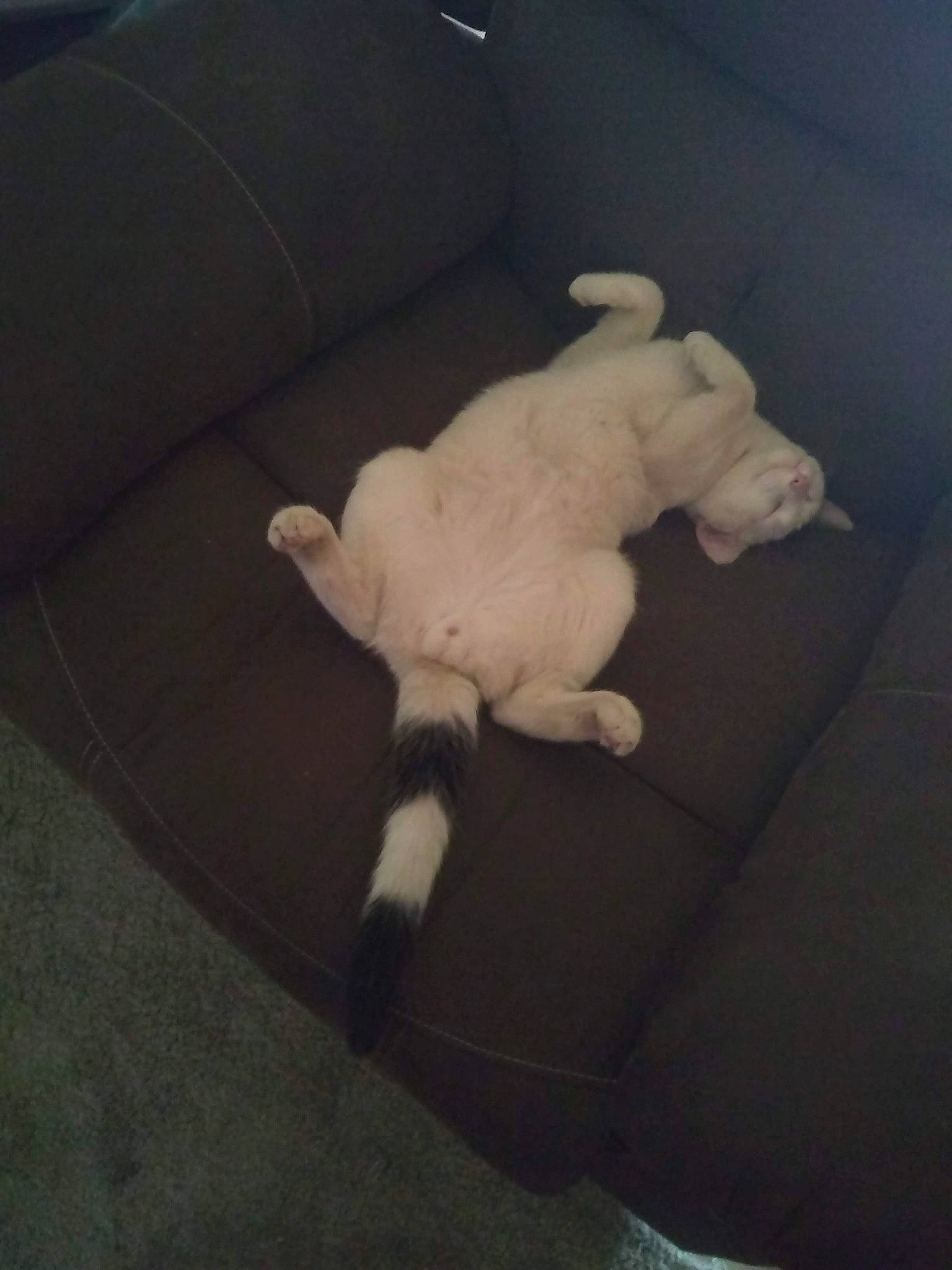 Cow is registered to the contest to win money with this photo: canidae, carnivore, cat, cloud, dog, dog_breed, hand, meteorological_phenomenon, non_sporting_group, paw, puppy, sky, sporting_group, tail, toy_dog