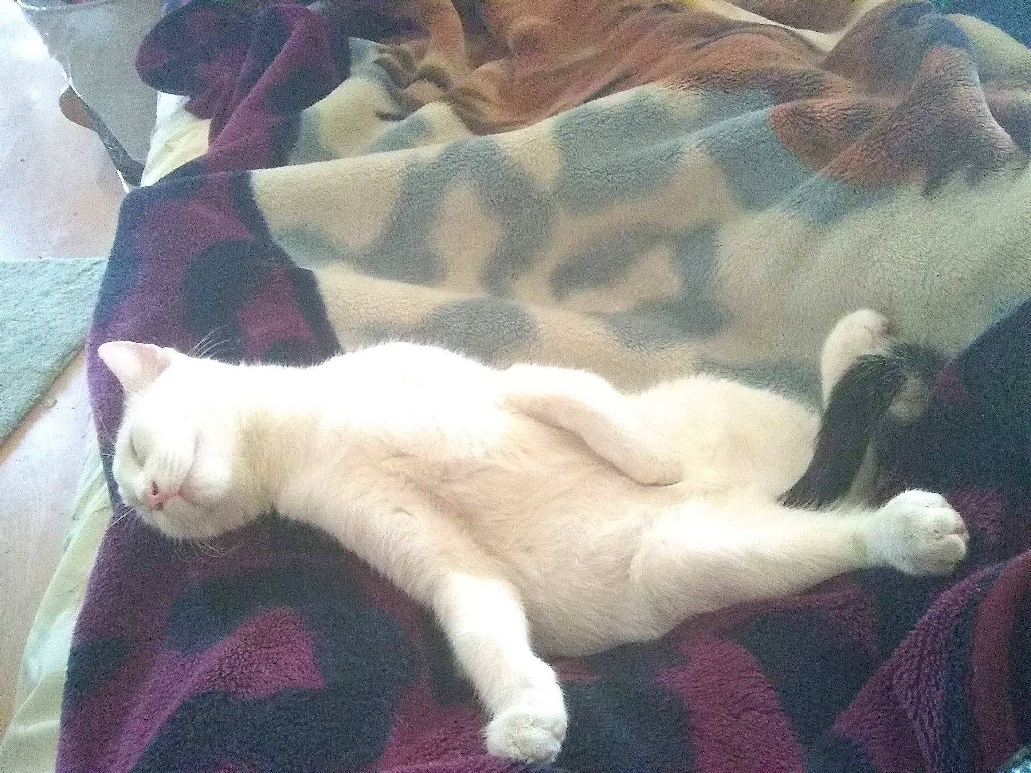 Cow is registered to the contest to win money with this photo: carnivore, cat, fawn, felidae, fur, khao_manee, kitten, nap, polydactyl_cat, sky, sleep, small_to_medium_sized_cats, tail, whiskers