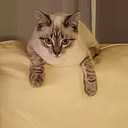 Queen participe au concours pour gagner de l'argent avec cette photo : animal, blue_eyes, cat, comfortable, couch, cozy, cream_color, domestic, ears, feline, fur, home, indoor, leather, looking, paws, pet, relaxed, resting, whiskers